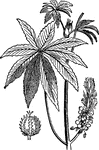 A plant native of the Indies, the plant is used to make castor-oil, which is used as a laxative and as a lubricant for machinery.