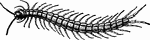 The Centipedes and Millipedes ClipArt gallery offers 20 illustrations of centipedes and millipedes  as well as their fossils and anatomy.
