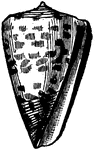 "The genus <em>Conus</em> is especially rich in species, as well as numerous individuals. This group presents a remarkable uniformity of shape."