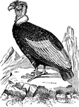 A very large bird of prey found in South America, usually among the peaks of the Andes.