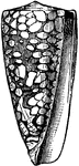 "The genus <em>Conus</em> is especially rich in species, as well as numerous individuals. This group presents a remarkable uniformity of shape."