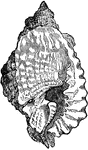 "The genus <em>Triton</em> is classed next to the genus <em>Murex</em>. The shell is irregularly covered with swelling excrescences, scattered all over the surface."