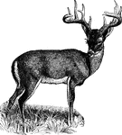A cud-chewing, hoofed animal with horns. The antlers are carried only by the males.