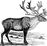 The North American variety of reindeer is commonly called the caribou.