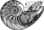 "In the last partition of the shell is the animal, covered by its mantle, which lines to walls of the partitions. The mouth of the nautilus is armed with mandibles, fashioned somewhat like a parrot's beak."