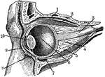 "Section through the left eye, closed. 1, lifting muscle; 2, upper straight muscle; 3, optic nerve; 4, fatty cushion; 5, lower straight muscle; 6, vitreous humor; 7, lower cross muscle; 8, lower eyelid; 9, upper eyelid; 10, crystalline lens." -Foster, 1921