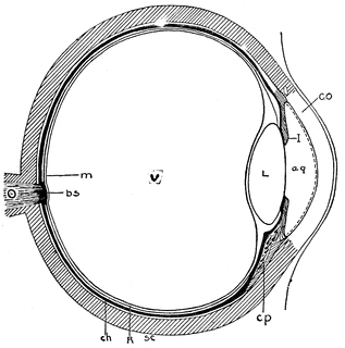 Eye Cross-Section | ClipArt ETC optics lens diagram 