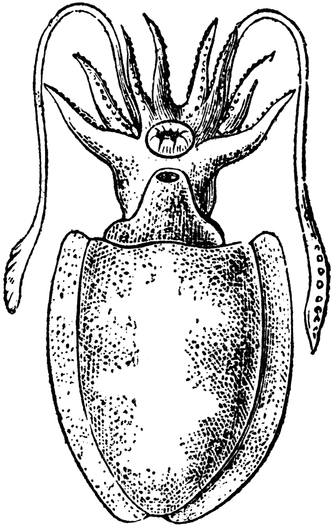 Sepia Officinalis (Linnaeus)