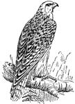 The gyrfalcon or Greenland Falcon is the largest of the falcon species.