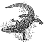 A Florida alligator.