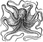 "A very ugly-looking creature, which belongs to the <em>Octopodidae</em> family, is the Octopus."