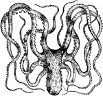 "A very ugly-looking creature, which belongs to the <em>Octopodidae</em> family, is the Octopus."
