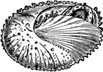 "The argonaut can blush, turn pale, and show through its transparent shell its body changing in sudden shades."