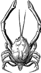 "The Long-clawed Crab is remarkable for its long antennae, which considerably exceed the length of the body."