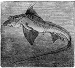 "The king of the herrings is from three to four feet in length, of a general silvery color, spotted with brown. It inhabits the North Sea, living on mollusks and crustaceans."