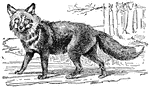The red fox, a small canine known for its cunning.