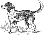 "Foxhound, a high-spirited hound that has a keen scent, remarkable perseverance and great endurance." -Foster, 1921