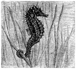 The sea horse rarely grows larger than 4 inches.