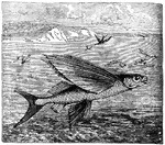 "These Flying-fishes in their common element are harassed by the attacks of other inhabitants of the ocean, and when under the excitement of fear they take to the air. Their flight does not usually exceed thirty seconds. They fly from two to three feet above the water."
