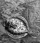 "The Turbot resembles a rhomb in its general form; whence its name of rhombus."