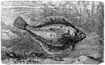 "The Common Plaice attains a length of twelve to eighteen inches. On the eye side of the head are some osseous tubercles; the body is smooth."