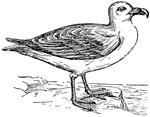 A seabird or petrel, the northern species being most common.
