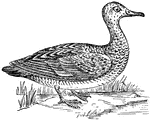 "Gadwall, a rather large fresh-water duck, common in the interior of the United States and breeding north of the latitude of Kentucky. It is a black and white duck, marked with brown, and is one of the favorite game birds." -Foster, 1921