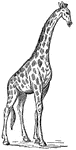 The giraffe is the tallest of all land animals.