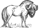 The gnu or wildebeest is an ungulate mammal native to Africa.