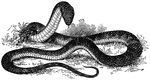"The most vicious as well as the most dangerous snake in Australia is the Tiger-snake."