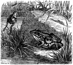"The body of the Edible Frog sometimes attains a length, from the extremity of the muzzle to the end of the hind feet, of six to eight inches."