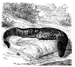 "The species best known is the <em>Alligator Mississippiensis</em>, which is a native of our country. The rivers and marshes of Florida also contain great numbers of alligators.