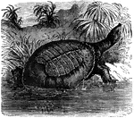 "The river-tortoises only rarely come on land. The toes are united up to the claws by broad, flexible membranes."