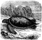 "It abounds in the southern Atlantic Ocean. The Green Turtle is that from which turtle soup, celebrated for is delicacy and excellence, is made."