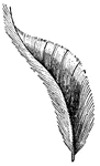 "From the head, backward to the tail, the body feathers increase in strength and size, also alter in form; those on the face, or around the base of the bill, being the smallest, the tail coverts longest."
