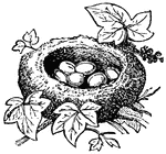 The Bird Nests ClipArt gallery provides 37 views of the nests of species ranging from hummingbirds to tailor-birds.