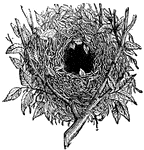 "The Common Wren constructs a nest like a ball, beautifully built with an entrance in the side."