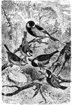 1. Greater Tit (Parus Major)2. Blue Tit (P. Coeruleus)3. Crested Tit (P. Cristatus)4. Marsh-Tit (P. Palustris)5. Coal-Tit (P. Ater)