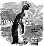 "The Penguins belong exclusively to cold countries."