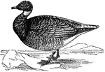 "The Canadian Goose is a handsome bird. They are not so large as the graylag goose, and are very abundant in this country, where they are migratory."