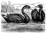 "The Black Swan is native to Australia."