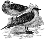 "The Skua, or Dung-bird, is remarkable for its stout bill, which is nearly cylindrical. They fly very rapidly, even against the strongest wind."