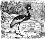 "The Crested Crane has the top of its head adorned with a tuft of feathers, which it has the power of spreading out like a fan, so as to form a handsome ornament."
