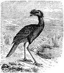 "The Cariama is a very pretty bird, easily domesticated, and evinces great attachment to its favorites."