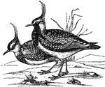 "The lapwing is a most useful bird to man; it destroys a prodigious quantity of worms, caterpillars and noxious insects."