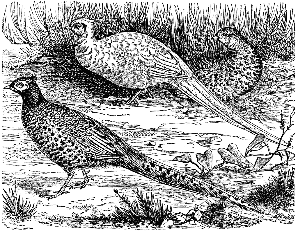 Common Pheasants Clipart Etc
