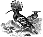 "The Hoopoes have long, slender, triangular and slightly-curved beaks."