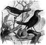 "Oven-birds live singly or in pairs, in the plains of Chili, Brazil and Guiana."