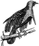 "The Superb has a beak furnished with elongated feathers, extending half its length.