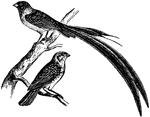 "The Whidah-Birds have long, drooping tail feathers. They are natives of South Africa and Senegal."